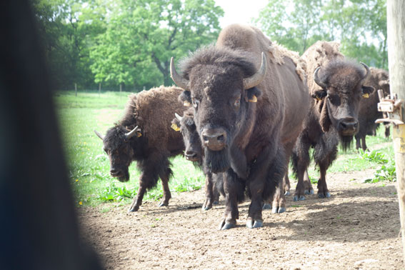 Index Of Bilder Bengts Bison Low